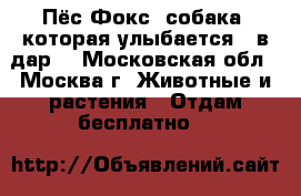 Пёс Фокс, собака, которая улыбается,  в дар! - Московская обл., Москва г. Животные и растения » Отдам бесплатно   